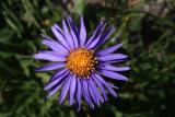 aster