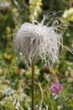 anemone pulsatile