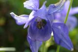 ancolie alpine