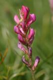 sainfoin des montagnes