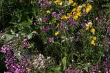 fleurs - diverses.jpg