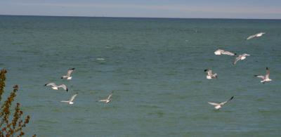 Flocks of Seaguls
