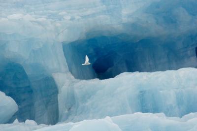 Ivory Gull in front of iceberg