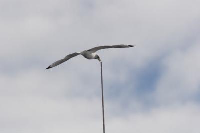 Glaucous Gull attacking antenna