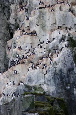 Brunnich's Guillemot