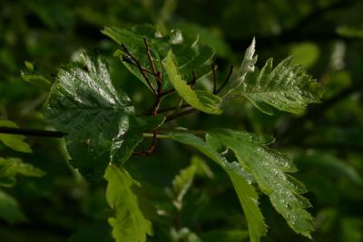 Very green