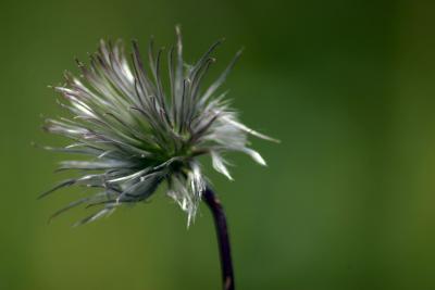 Spiky