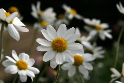 Mandatory Daisy Shot