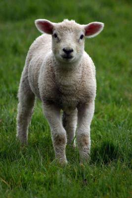 What you looking at?