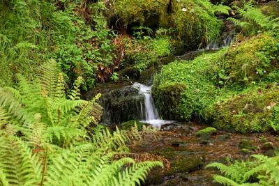 In an Exmoor Forest