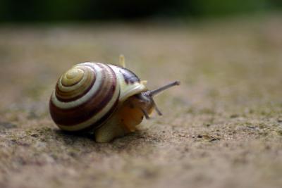 I think I can, I think I can....