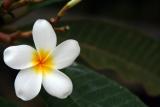 IMG_4017a.jpg