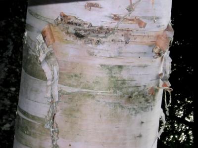 v3/05/542305/3/47685250.treebark.jpg