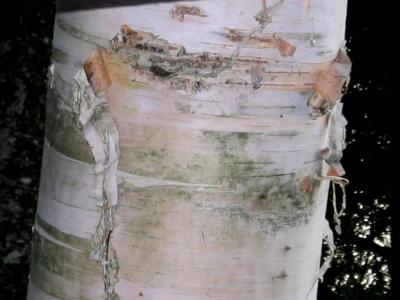 tree bark.JPG