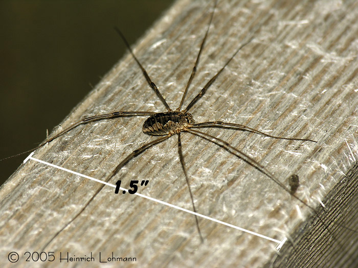 Harvestman.jpg