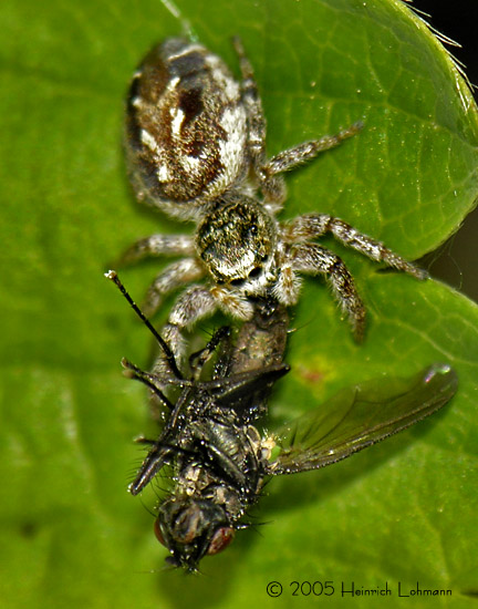DSCN0242-web.jpg