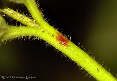 stem of a strawberry leaf.jpg