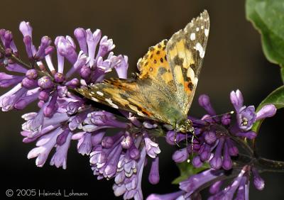 0729 - Painted Lady.jpg