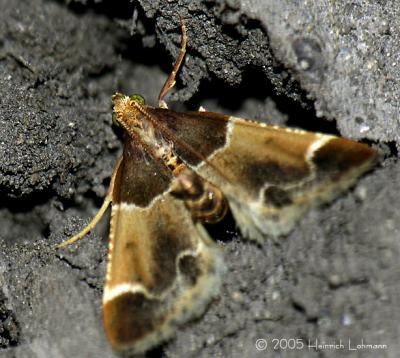 0914-web - Meal moth.jpg