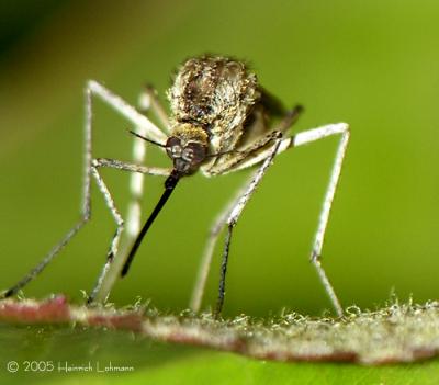 DSCN1237-mosquito.jpg