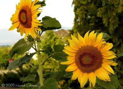 3352-sunflower.jpg
