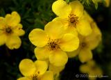 Potentilla flowers.jpg