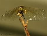DSCN2977-web.jpg