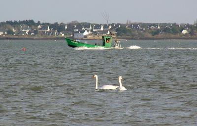 Avec des cygnes