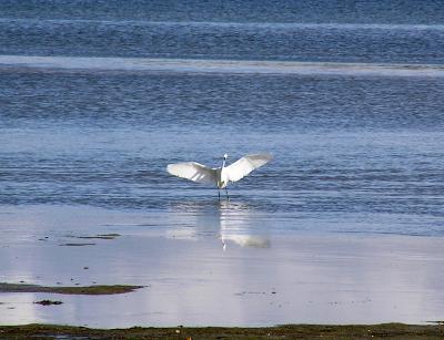 Aigrette dansant