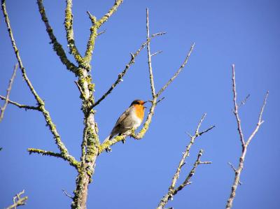 Rouge-gorge