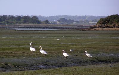 Cygnes