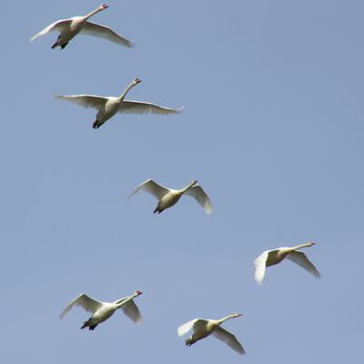 Vol de cygnes