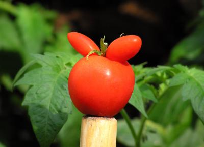Tomate Play Boy
