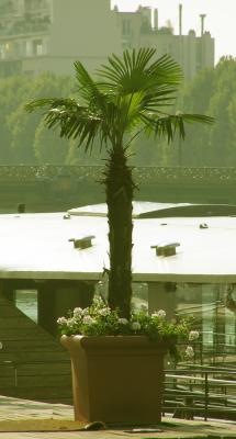 Palmier sur Seine