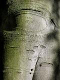 Peau darbre