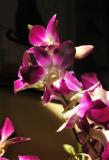 Les orchides de Shangha