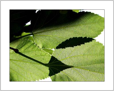 Leaf2.jpg