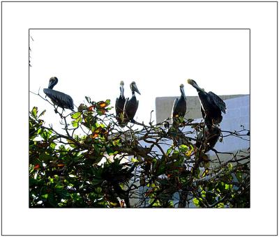 Pelicans in aTree
