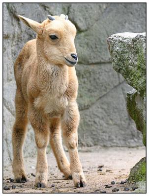 Hagenbeck Zoo, Hamburg