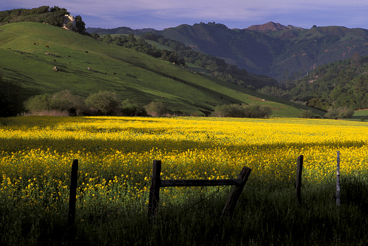 Yellow Field