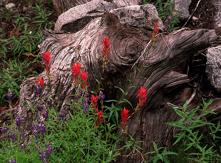 Indian Paint Brush & Lupine