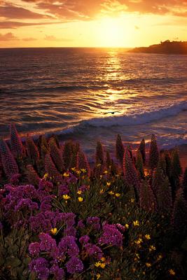 Sunset with Spring Flowers