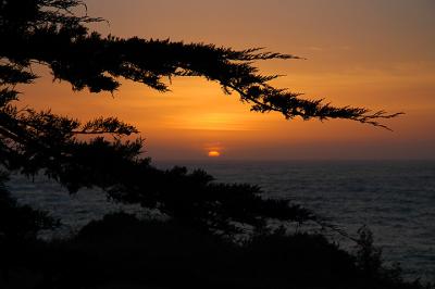 Cypress Tree Silhouette