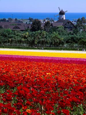 Carlsbad Flowers