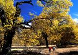 Cuyamaca Hikers