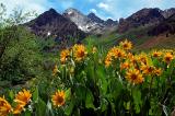 Mule Ears Flower