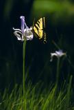 Swallowtail Butterfly on Iris Flower
