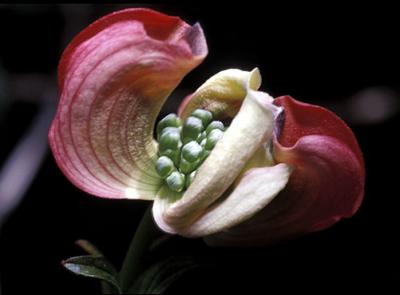 Gary Sutherland - Exotic Flower