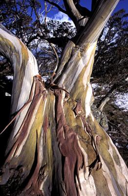 Jeff Akers - Spring Snowgum