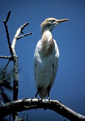 Laurie Friend - Cattle Egret